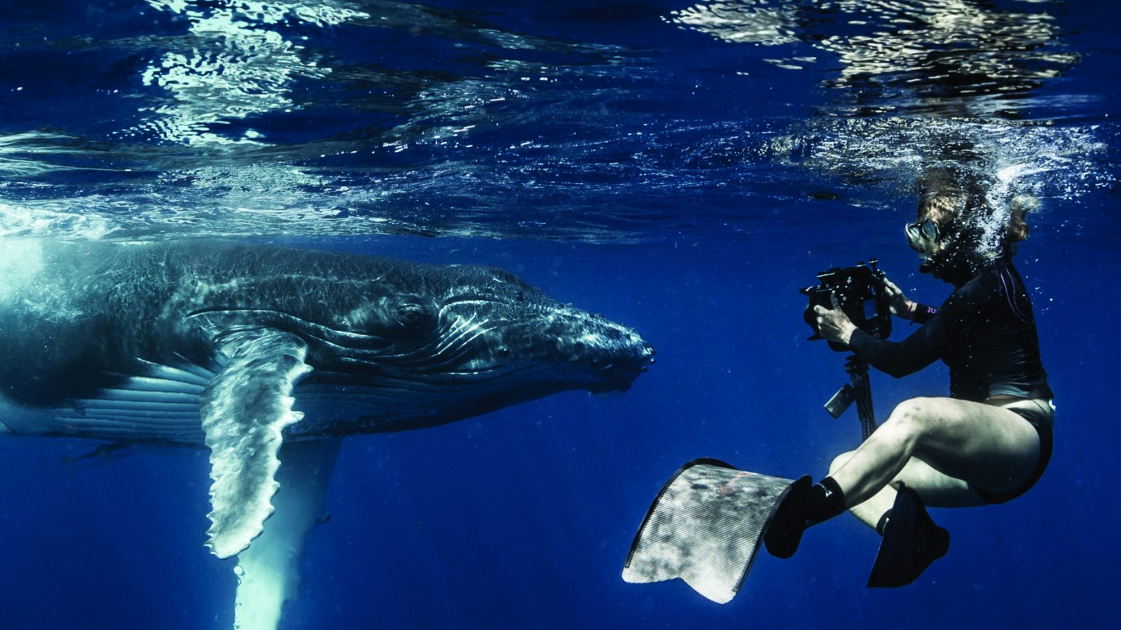 Annie Crawley pictured playful baby humpback whale