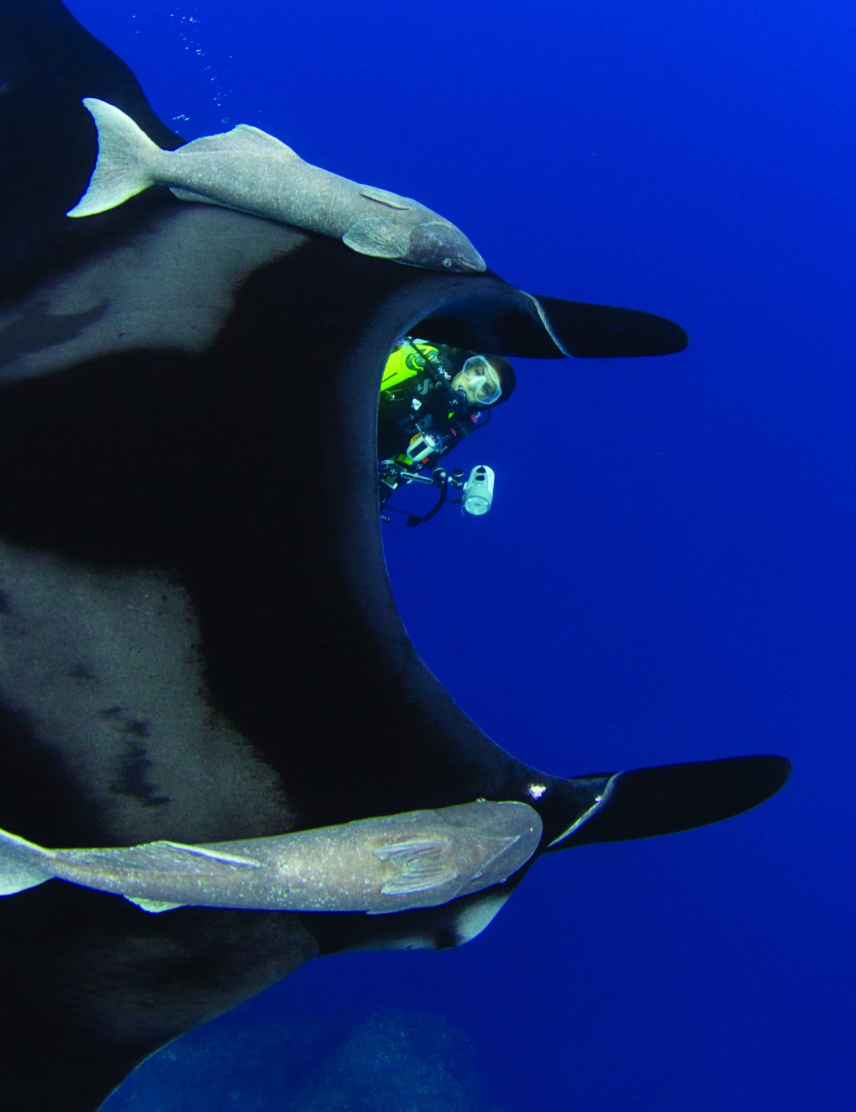 Oceanic manta rays grow up to 23 feet, feed on plankton, and are endangered