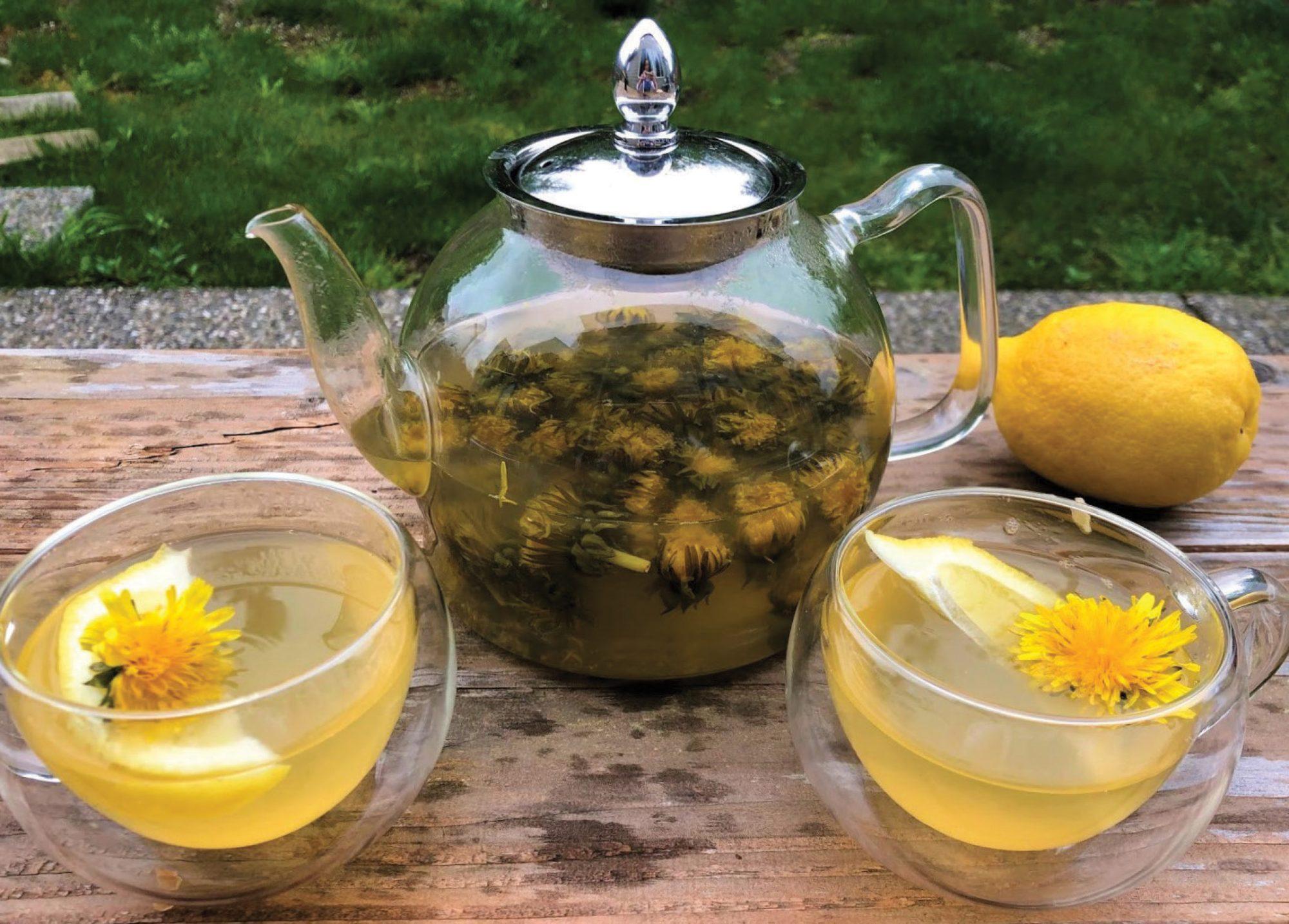 Welcome Magazine Snohomish Dandelion Tea Boosts Imune System