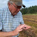 La Conner Farmer Examines Grain for Cairnsprings Mills