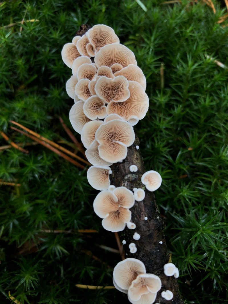 Seasonal Mushrooms in the Wild