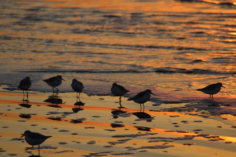 birds on the beach at sunset