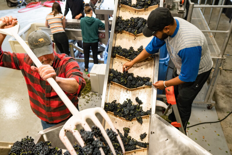 Crushing grapes for wine making with John Bigelow