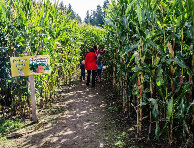 Entering a spooky corn maze at Bobs Corn Family farm
