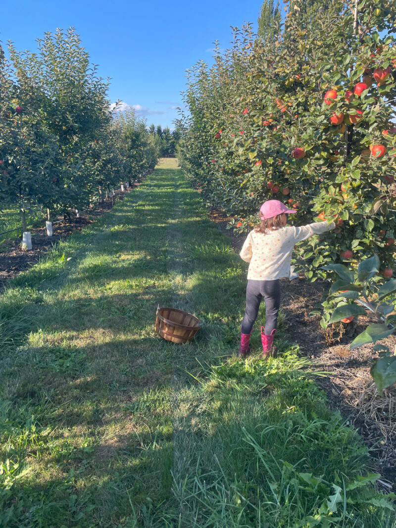 Little girl picking apples at Baily Family Farm