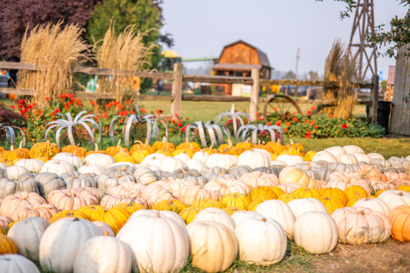 Pumpkin patch at Stocker Farms Snohomish