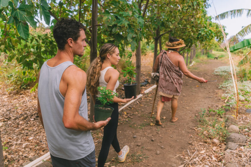 Volunteers carry native plants for replanting in Maui supporting Hawaiis eco tourism
