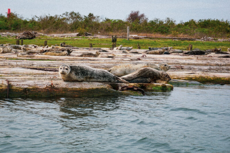 A colony of harbor seals basks on the shores of Jetty Island Everett