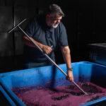 Mark working with grapes in tub