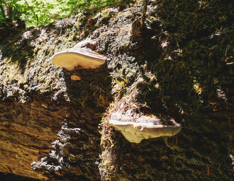 Mushrooms in the forested terrain of the Pacific Northwest