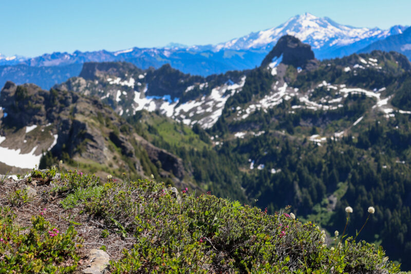 Purple heather paints the shoulders of Mount Dickerman