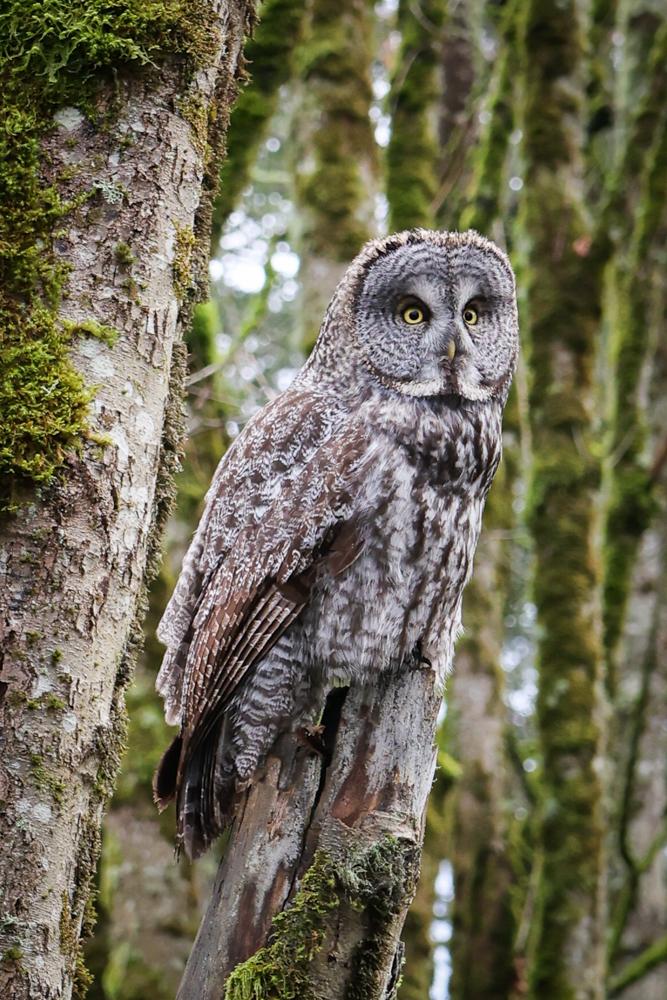 Wraithlike, the imposing figure of a great grey owl perches in a snag
