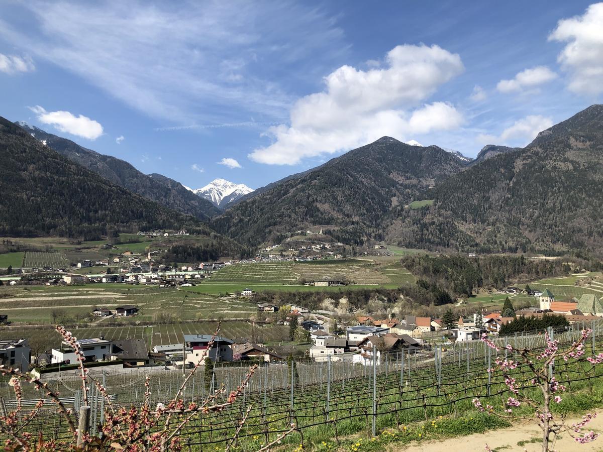 Organic vineyards at Pacerhof Winery Alto Adige region of Italy