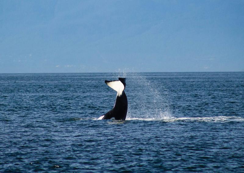 pnw soccer host cities orca jumping ocean