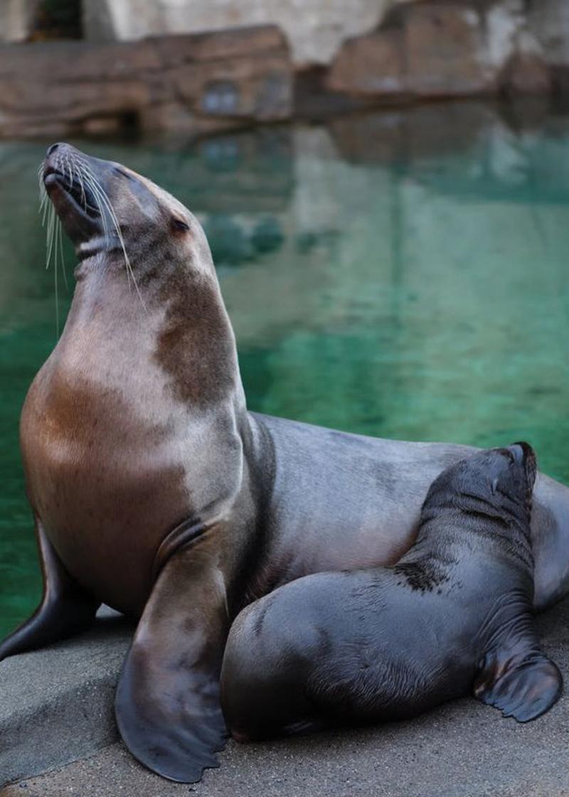 pnw soccer host cities sea lions relaxing