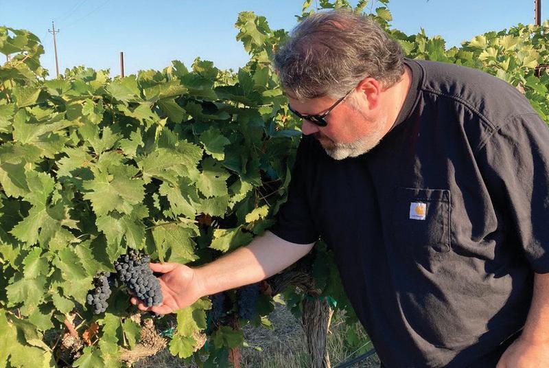sightglass cellars winery grape harvest checking